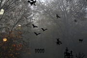 29th Oct 2011 - Boo