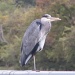 Heron by busylady