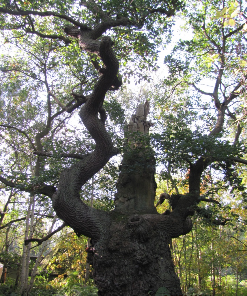 Gnarled oak in Sherwood Forest by busylady