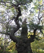 24th Sep 2011 - Gnarled oak in Sherwood Forest