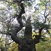 Gnarled oak in Sherwood Forest by busylady
