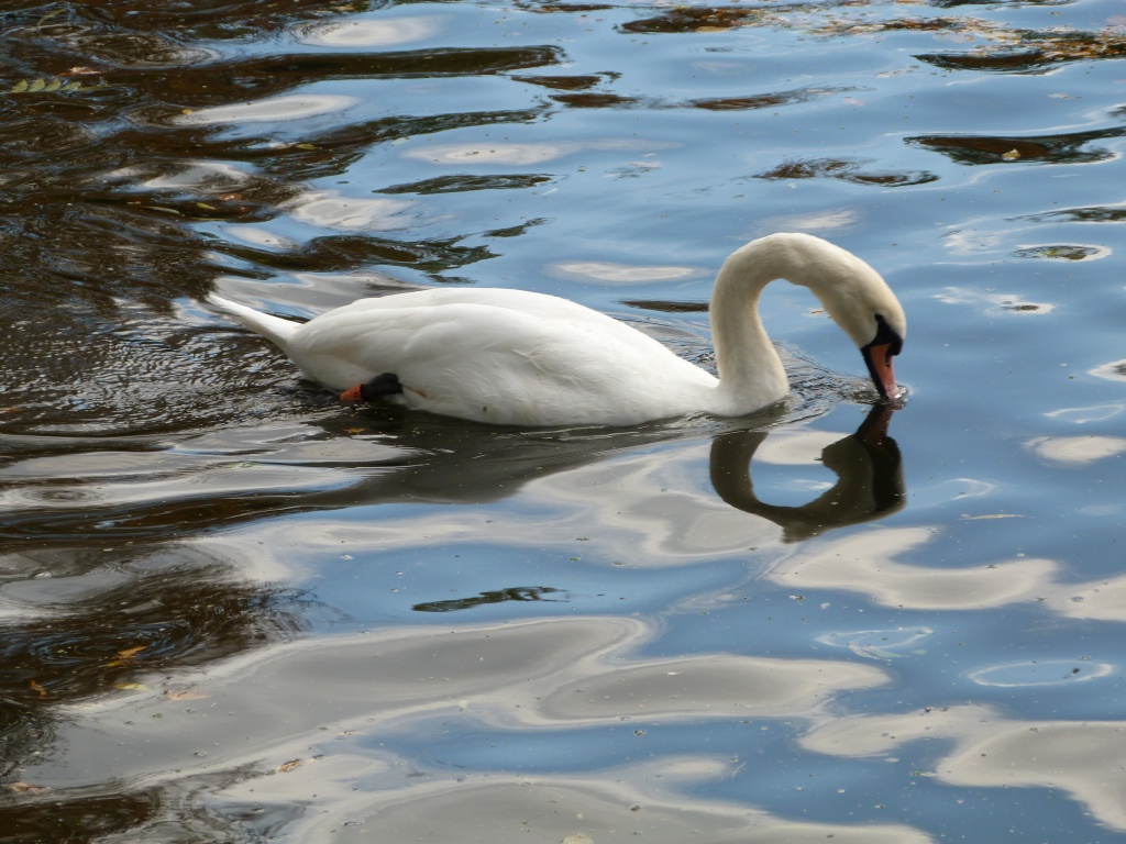 Swan by rosiekind
