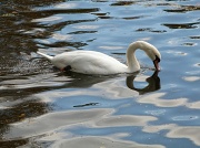 29th Oct 2011 - Swan