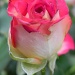 Rosebud by salza