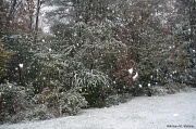 29th Oct 2011 - Freakishly Early Snowstorm