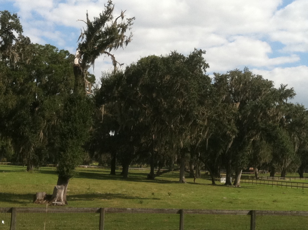 Spanish Moss and Horse Farms by graceratliff