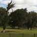Spanish Moss and Horse Farms by graceratliff