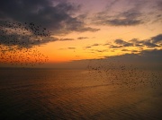 29th Oct 2011 - Flocks of birds