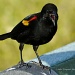 Red-Winged Black Bird by twofunlabs