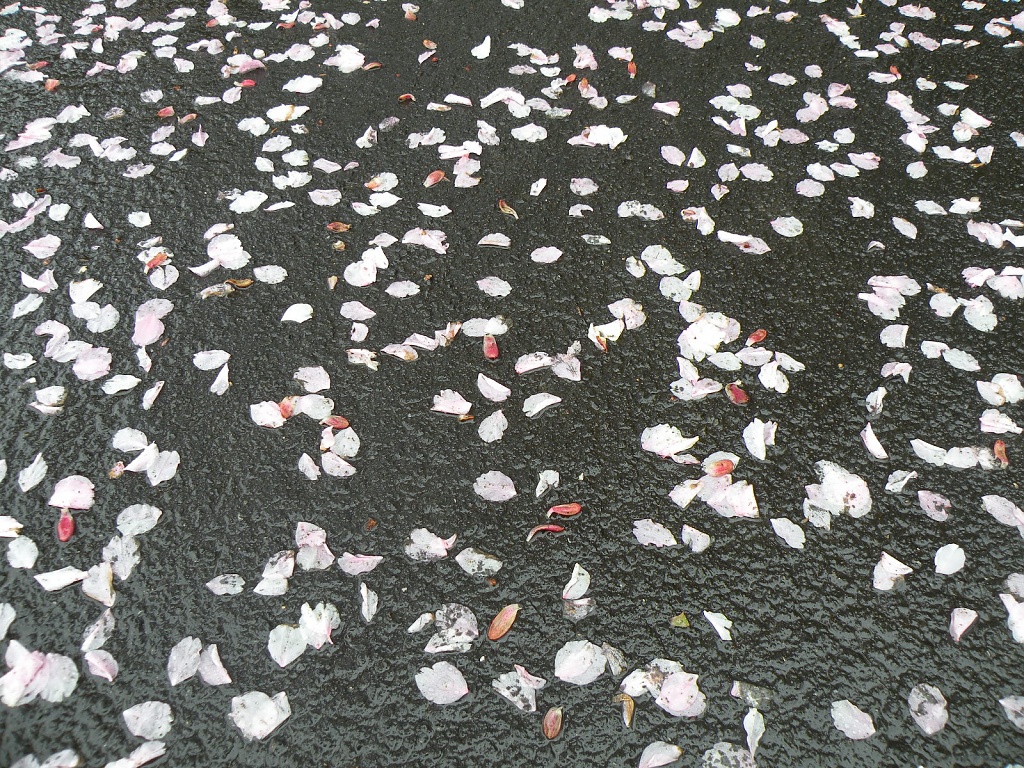 Fallen blossom by manek43509