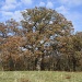 Grand old oak by svestdonley