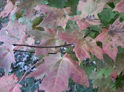 30th Oct 2011 - Maple Leaves Changing Color 10.30.11