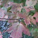 Maple Leaves Changing Color 10.30.11 by sfeldphotos
