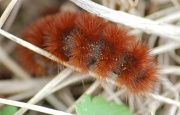 29th Oct 2011 - Furry Caterpillar