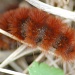 Furry Caterpillar by kdrinkie