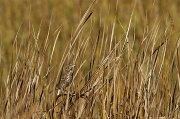 28th Oct 2011 - Belding's Savannah Sparrow