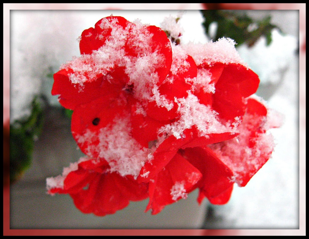 Geranium in the Snow by olivetreeann