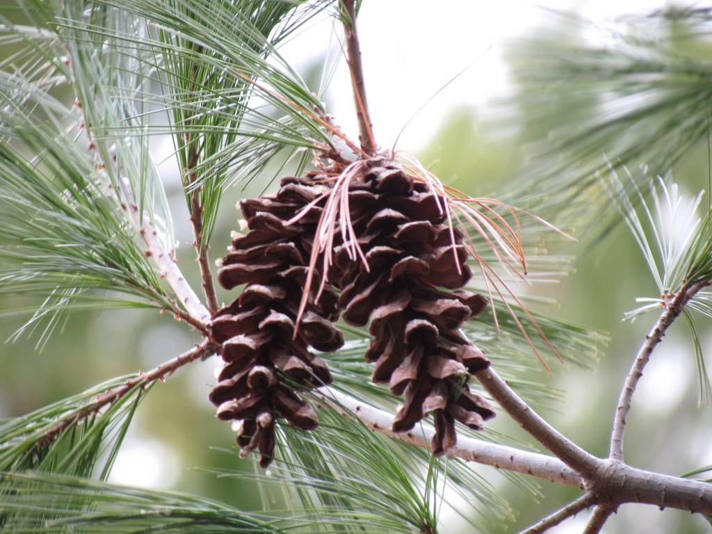 Pine Cones by juletee
