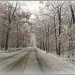 (Snow on) Trees  by olivetreeann