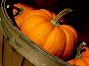 31st Oct 2011 - Fall Harvest