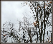 1st Nov 2011 - Squirrel Nests
