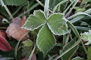 31st Oct 2011 - Early Morning Frost