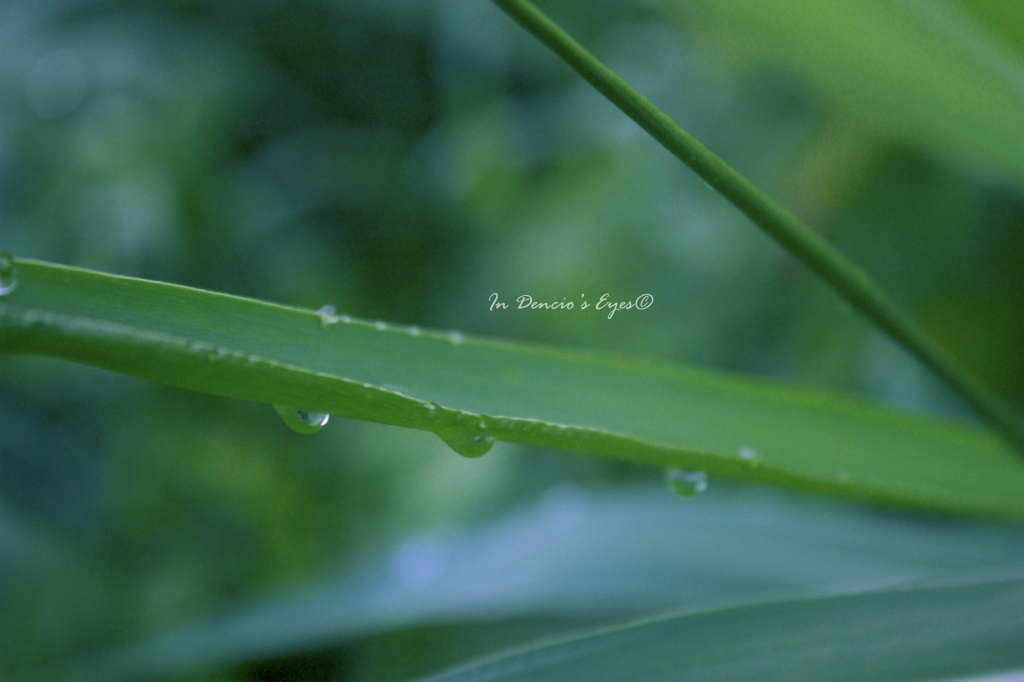 Morning Dew by iamdencio