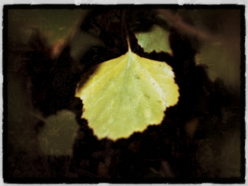 A leaf by mattjcuk