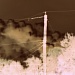 Spooky Smoke by mej2011