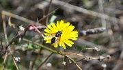 1st Nov 2011 - Busy Bee