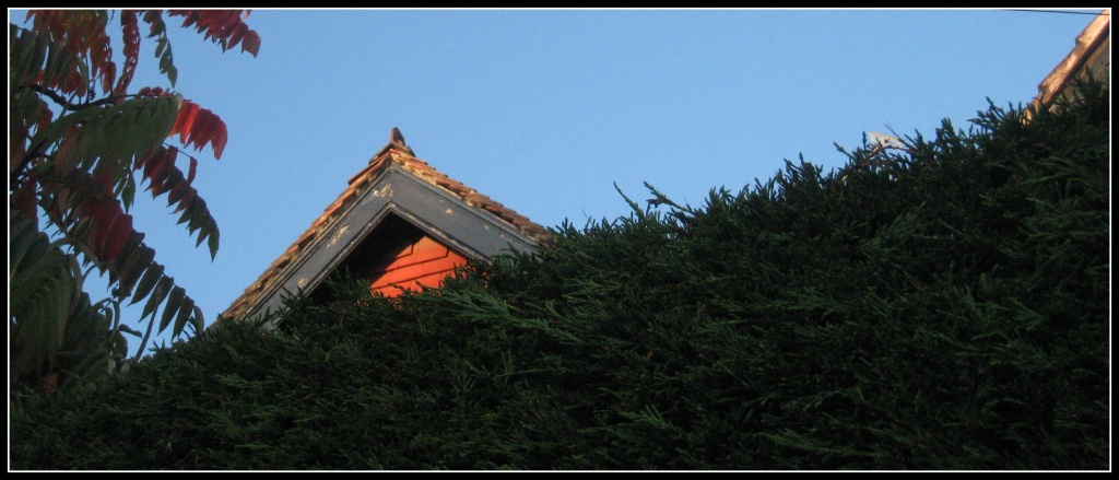 Growing hedge, peeping rooftop by sarahhorsfall