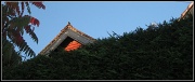 1st Nov 2011 - Growing hedge, peeping rooftop