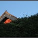 Growing hedge, peeping rooftop by sarahhorsfall