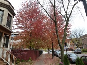 26th Oct 2011 - Fall Foliage