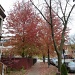 Fall Foliage by grozanc