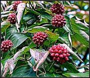 2nd Nov 2011 - Dogwood Berries