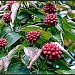 Dogwood Berries by allie912