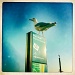 Kings Road Gull by andycoleborn