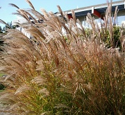 18th Oct 2011 - Tall grass on a windy day.