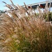 Tall grass on a windy day. by pamelaf