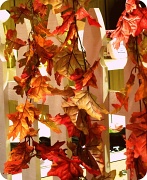 1st Nov 2011 - Falling Leaves