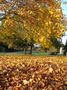 2nd Nov 2011 - Autumn