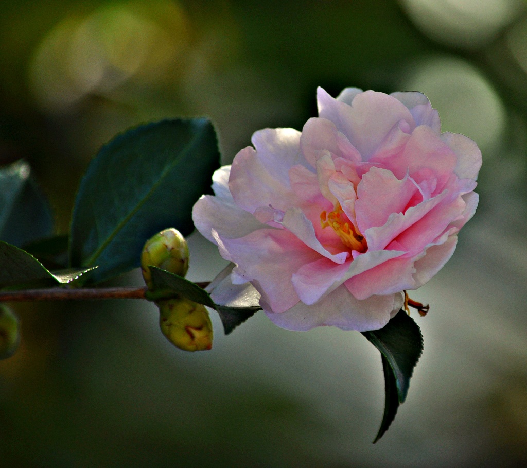 The Camellias are in Bloom by peggysirk