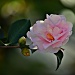 The Camellias are in Bloom by peggysirk