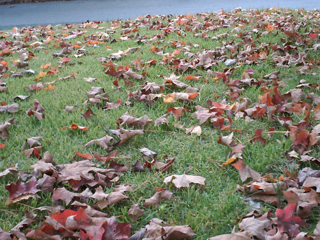 Leaves in Frontyard 11.1.11 by sfeldphotos