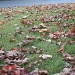 Leaves in Frontyard 11.1.11 by sfeldphotos