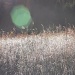 Frosty weeds by kiwichick