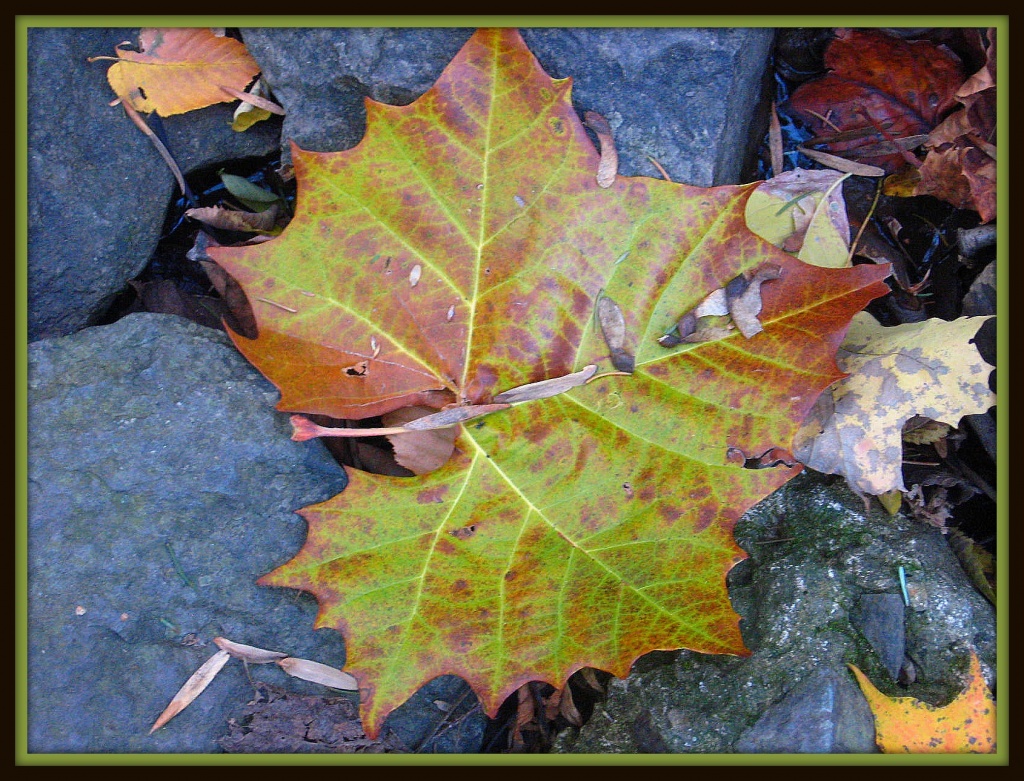 Large Maple Leaf by olivetreeann