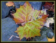 3rd Nov 2011 - Large Maple Leaf