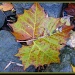Large Maple Leaf by olivetreeann